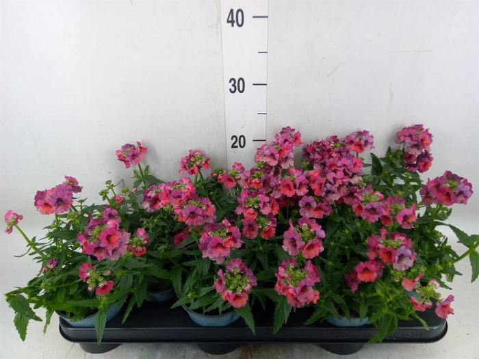 <h4>Nemesia 'Angelart Raspberry´'</h4>