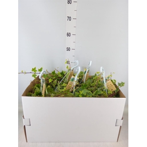 Hedera helix 'Goldchild'