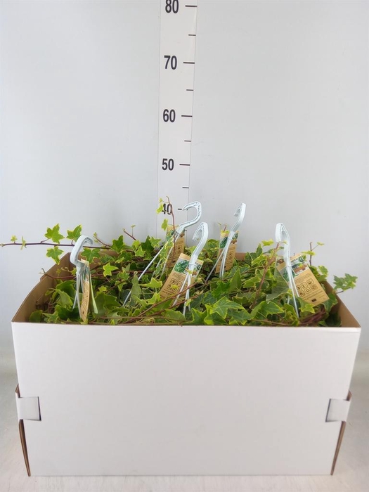 <h4>Hedera helix 'Goldchild'</h4>