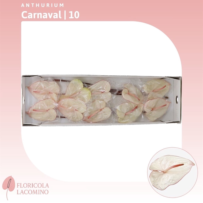 <h4>Anthurium Carnaval</h4>