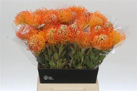 <h4>Leuco Jelena A2</h4>