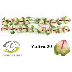 Anthurium Zafira