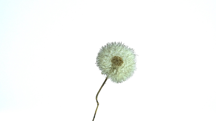 Dried Bleached Dandelion Regular Cappuccino