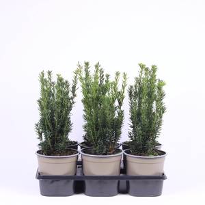 Taxus Media Hillii