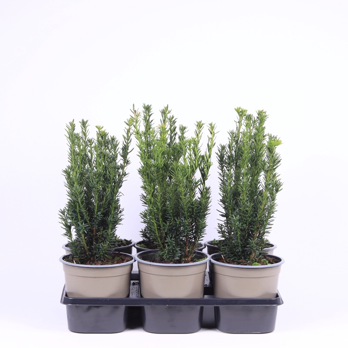 <h4>Taxus Media Hillii</h4>