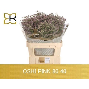 LIMONIUM SAFORA OSHI PINK LIM SAF O