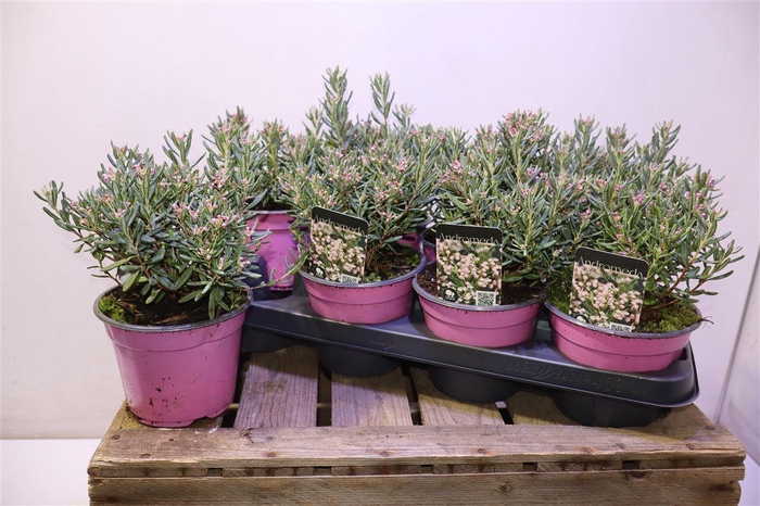 <h4>Androm Po Blue Ice</h4>