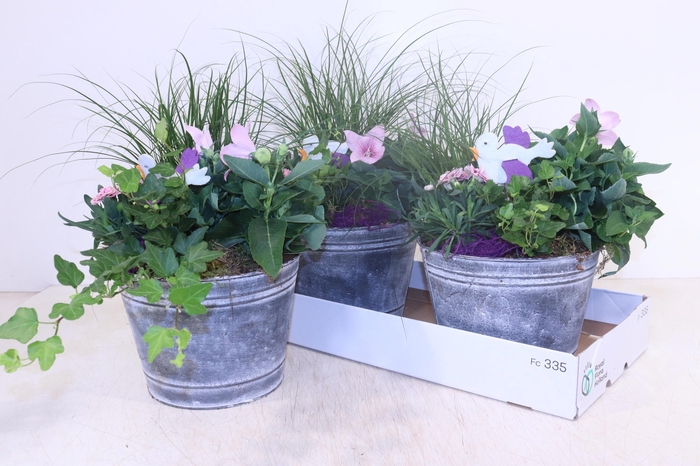 <h4>ARR TUINPLANTEN</h4>