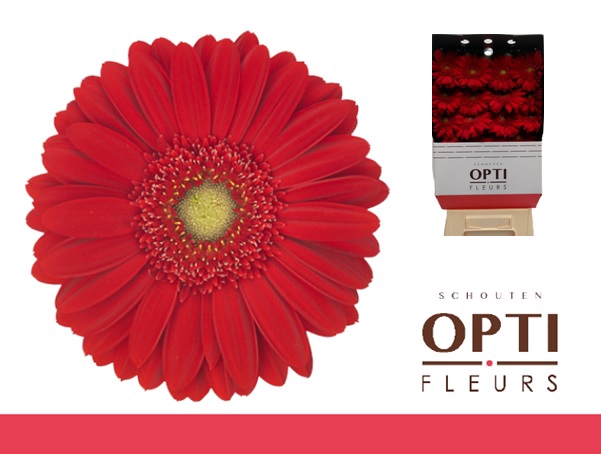 <h4>GE GR CARAMBOLE-Diamond*15</h4>