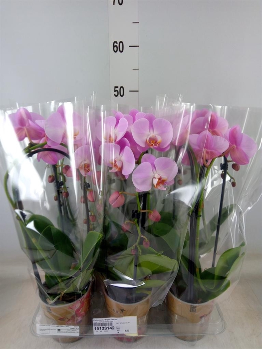 <h4>Phalaenopsis  'Elegant Cascade'</h4>