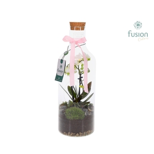 Green Bottle Fles Medium met 4 tak Phalaenopsis 24 uurs levertijd