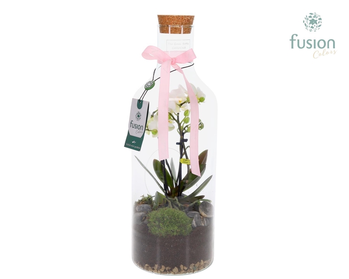 <h4>Green Bottle Fles Medium met 4 tak Phalaenopsis 24 uurs levertijd</h4>