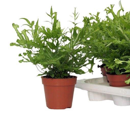 <h4>Pteris Mayi</h4>