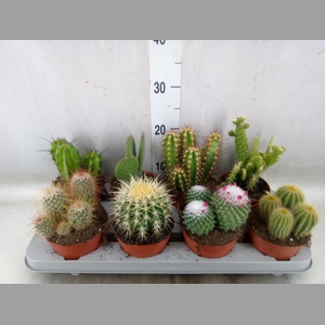 Cactus   ...mix