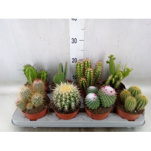 Cactus   ...mix