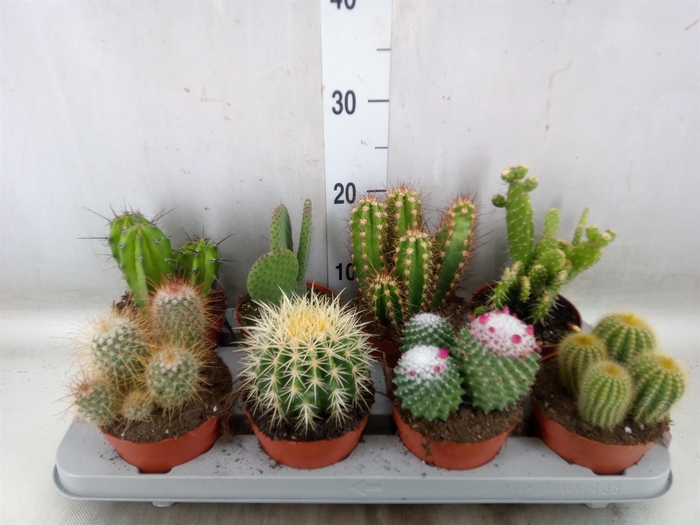 <h4>Cactus   ...mix</h4>