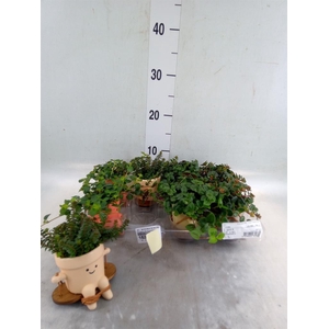 Arr.   Kamerplant Groen L%