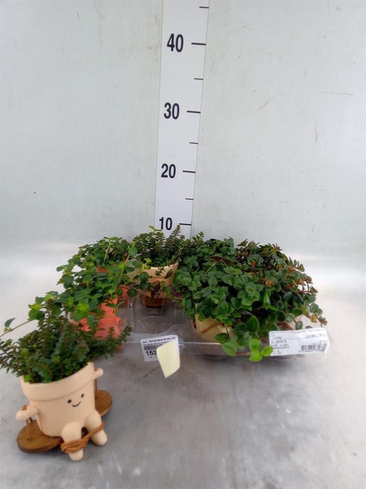 <h4>Arr.   Kamerplant Groen L%</h4>