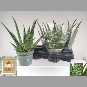 ALOE VERA