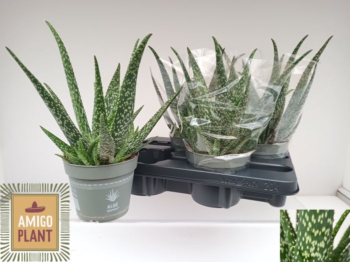 <h4>ALOE VERA</h4>