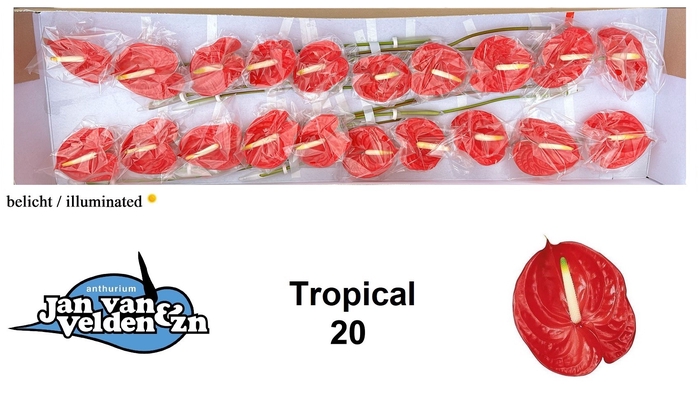 <h4>Anthurium Tropical</h4>