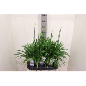 Agapanthus Amourette Superb