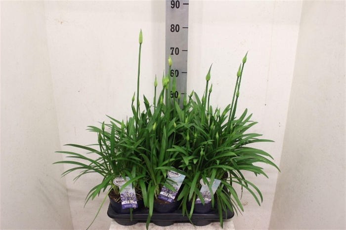 <h4>Agapanthus Amourette Superb</h4>