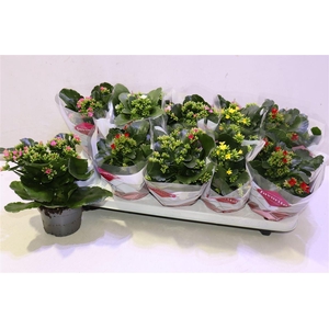 arr8 Kal En Gem 5 Kl