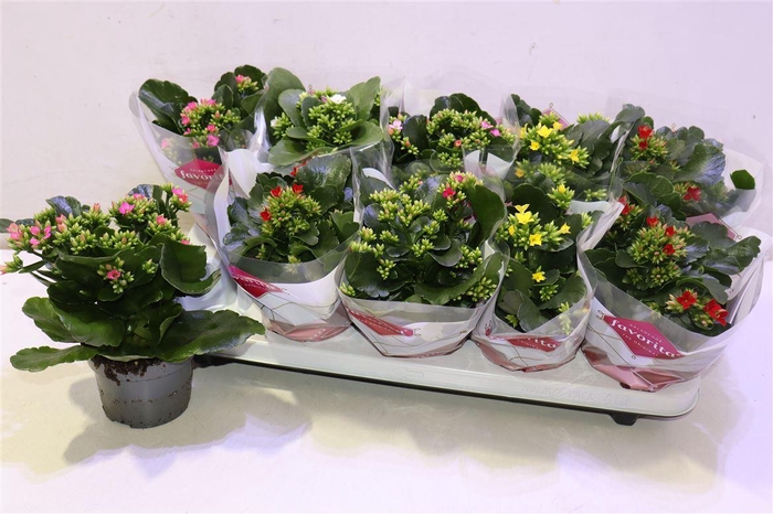 <h4>arr8 Kal En Gem 5 Kl</h4>