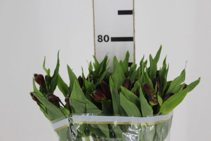 <h4>ALSTROEMERIA ANGELINA 080 CM</h4>