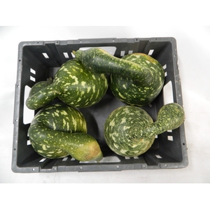 CUCURBITA (KALEBAS)