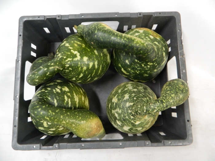 CUCURBITA (KALEBAS)