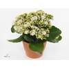 Kalanchoe blos. 'Perfecta White'