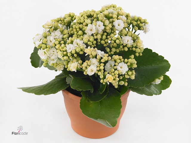 Kalanchoe blos. 'Perfecta White'