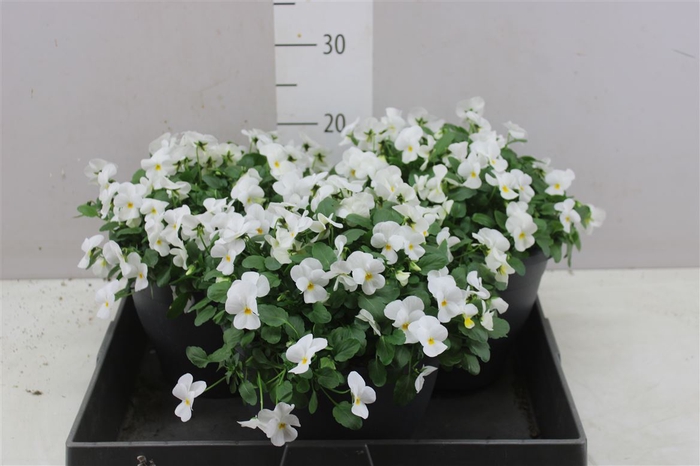 <h4>Viola Cornuta Call White</h4>