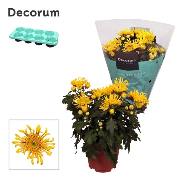 Chrysanne® Anemona Yellow