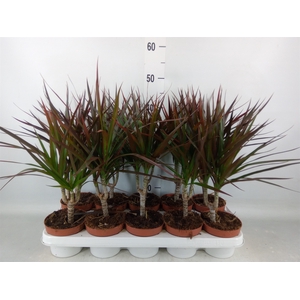 Dracaena marg. 'Magenta'
