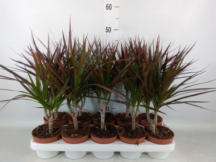 <h4>Dracaena marg. 'Magenta'</h4>