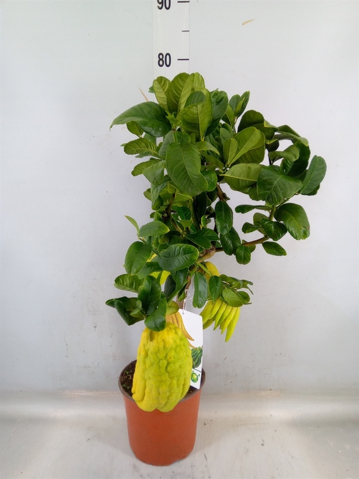 <h4>Citrus   ...</h4>