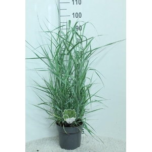 Panicum Virgatum Totem Pole Prairie Sky