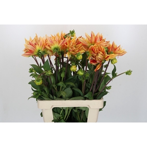 Dahlia Striped Vulcan
