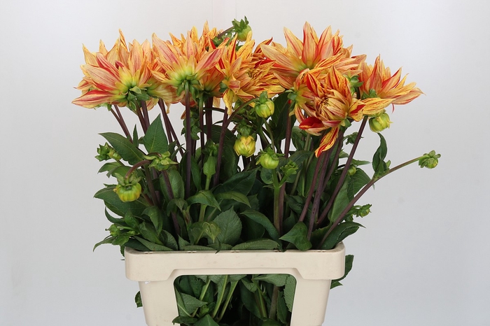 <h4>Dahlia Striped Vulcan</h4>
