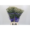 Limonium sinensis White Diamond
