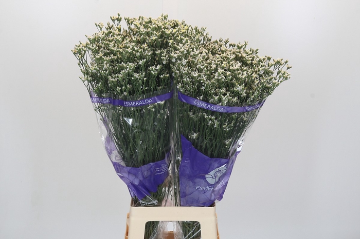Limonium sinensis White Diamond