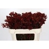 Kangaroo Paw Red Velvet