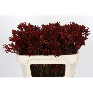 Anigozanthos Red Velvet