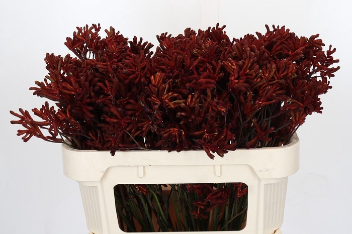 <h4>Anigozanthos Red Velvet</h4>