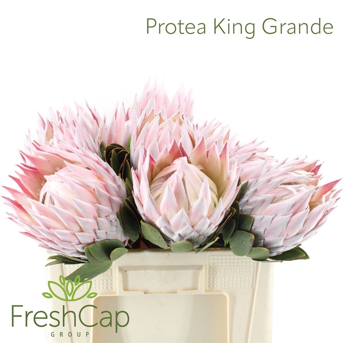 <h4>Protea Cynaroides Big</h4>