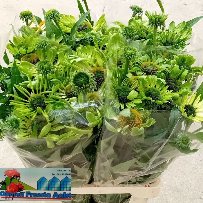 <h4>ECHI PURPUREA</h4>