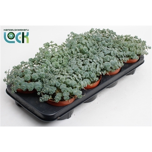 Sedum Siebolii